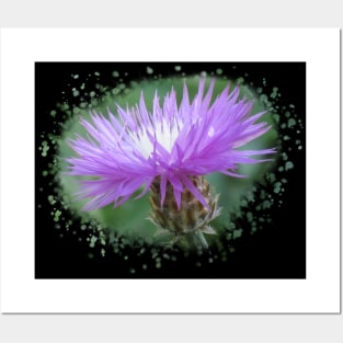 purple flower, blooms, flowers, nature Posters and Art